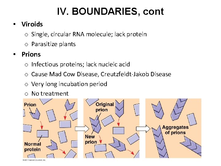 IV. BOUNDARIES, cont • Viroids o Single, circular RNA molecule; lack protein o Parasitize