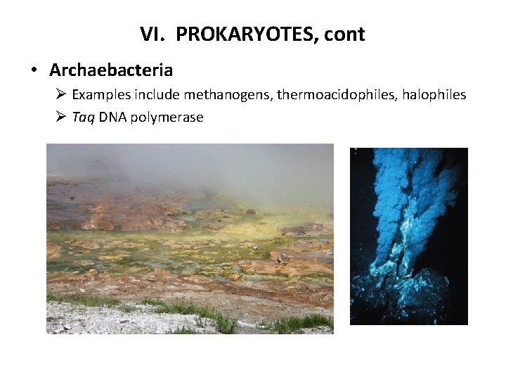 VI. PROKARYOTES, cont • Archaebacteria Ø Examples include methanogens, thermoacidophiles, halophiles Ø Taq DNA