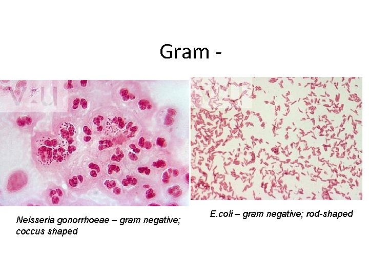 Gram - Neisseria gonorrhoeae – gram negative; coccus shaped E. coli – gram negative;
