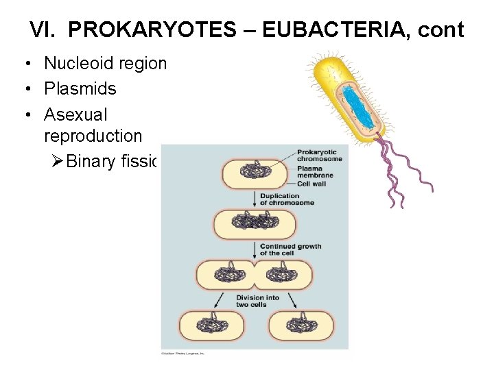 VI. PROKARYOTES – EUBACTERIA, cont • Nucleoid region • Plasmids • Asexual reproduction Ø