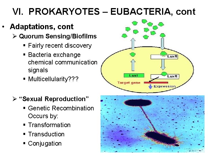 VI. PROKARYOTES – EUBACTERIA, cont • Adaptations, cont Ø Quorum Sensing/Biofilms § Fairly recent