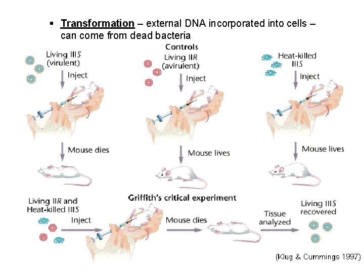 § Transformation – external DNA incorporated into cells – can come from dead bacteria