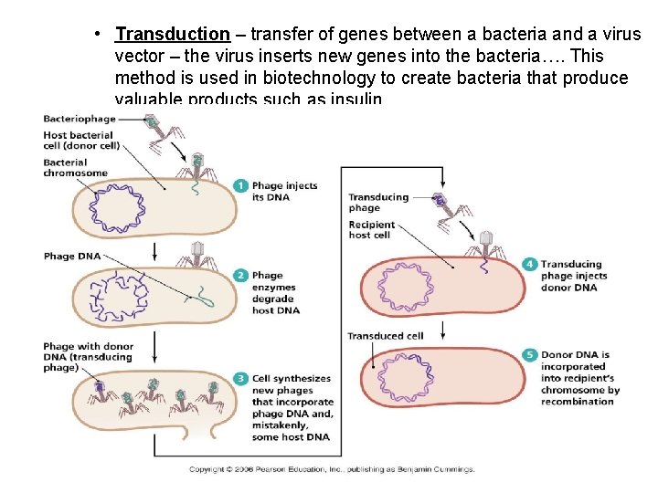  • Transduction – transfer of genes between a bacteria and a virus vector