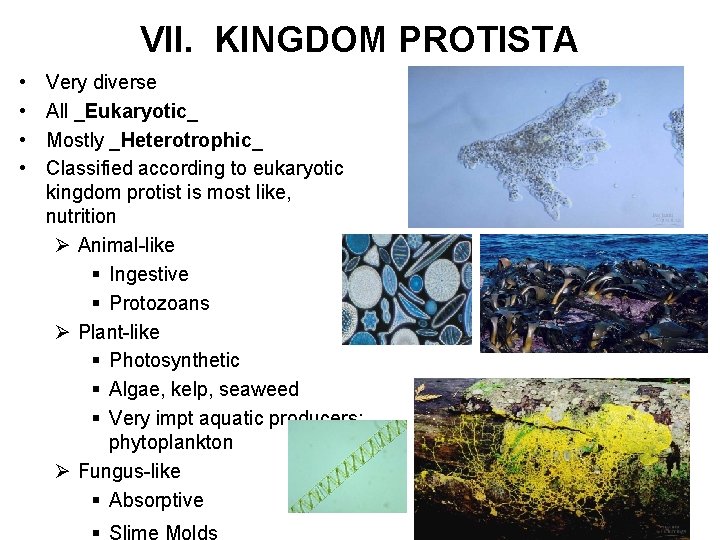 VII. KINGDOM PROTISTA • • Very diverse All _Eukaryotic_ Mostly _Heterotrophic_ Classified according to