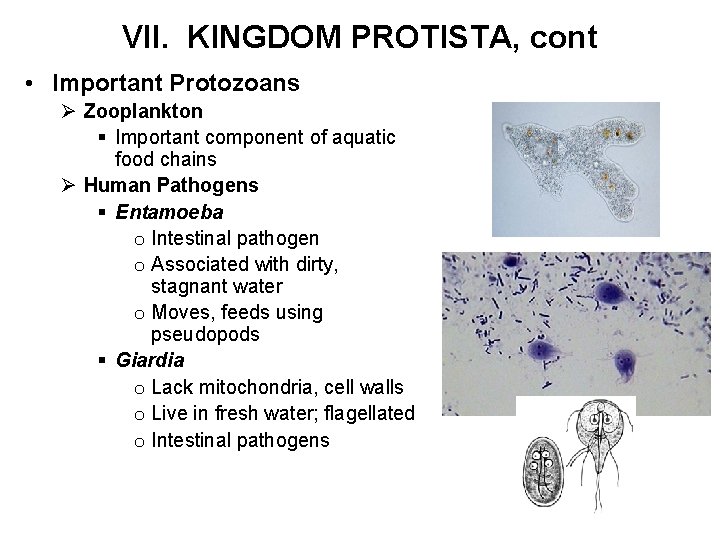 VII. KINGDOM PROTISTA, cont • Important Protozoans Ø Zooplankton § Important component of aquatic