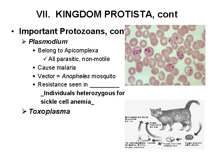 VII. KINGDOM PROTISTA, cont • Important Protozoans, cont Ø Plasmodium § Belong to Apicomplexa