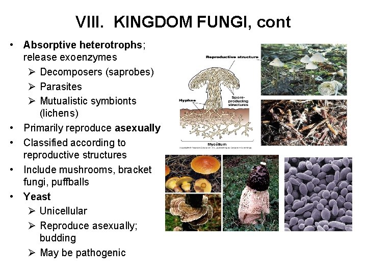 VIII. KINGDOM FUNGI, cont • Absorptive heterotrophs; release exoenzymes Ø Decomposers (saprobes) Ø Parasites