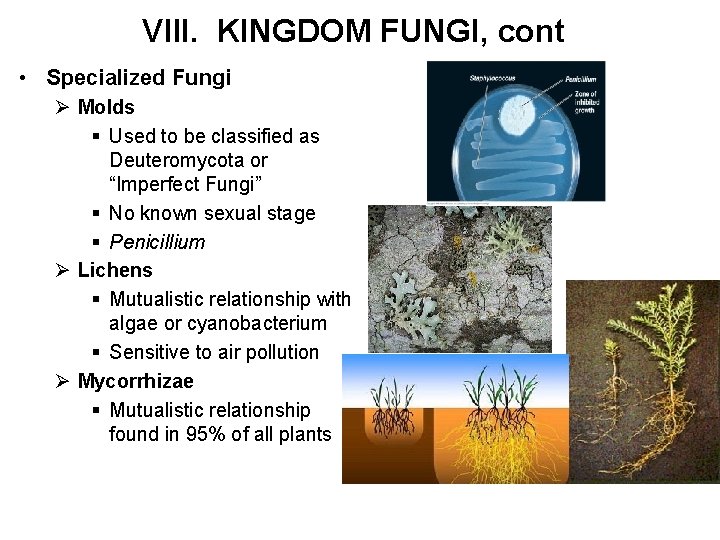 VIII. KINGDOM FUNGI, cont • Specialized Fungi Ø Molds § Used to be classified