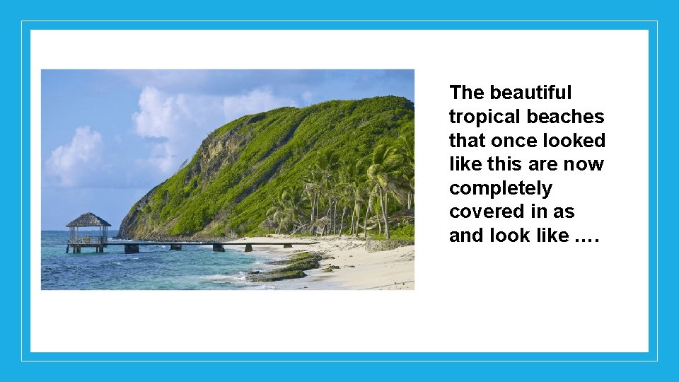 The beautiful tropical beaches that once looked like this are now completely covered in