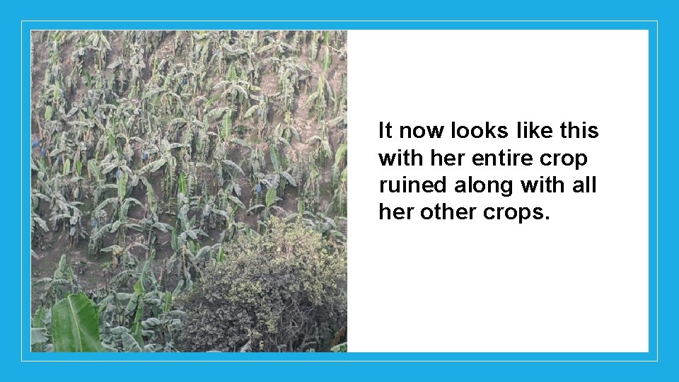 It now looks like this with her entire crop ruined along with all her