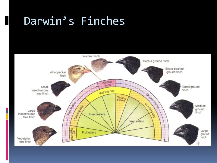 Darwin’s Finches 