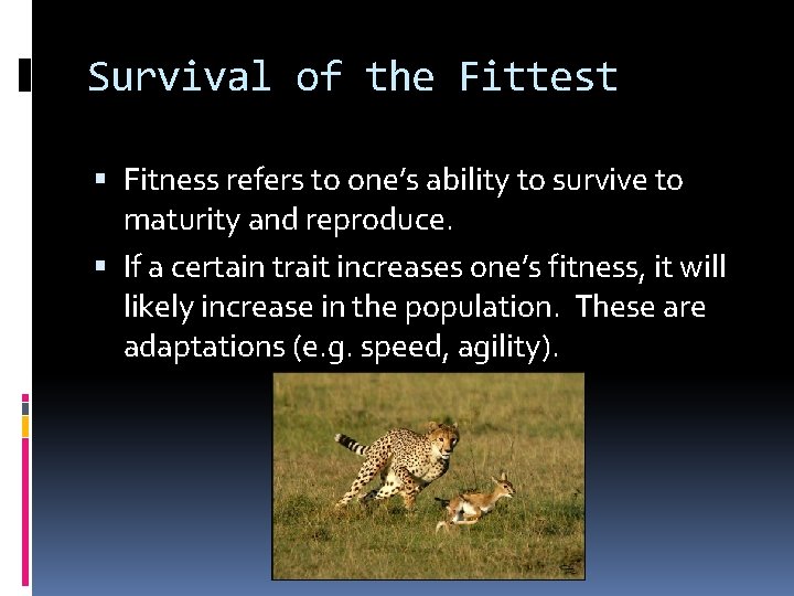 Survival of the Fittest Fitness refers to one’s ability to survive to maturity and