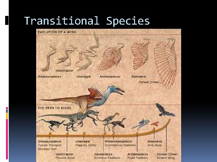 Transitional Species 