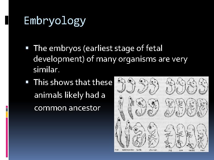 Embryology The embryos (earliest stage of fetal development) of many organisms are very similar.