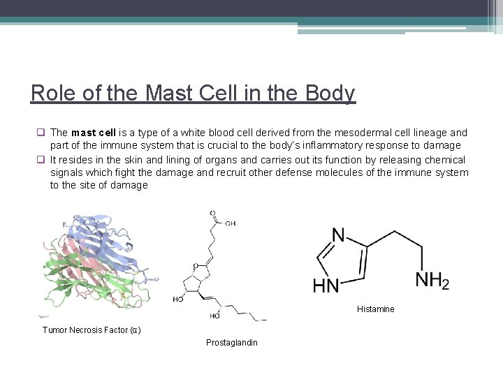 Role of the Mast Cell in the Body q The mast cell is a