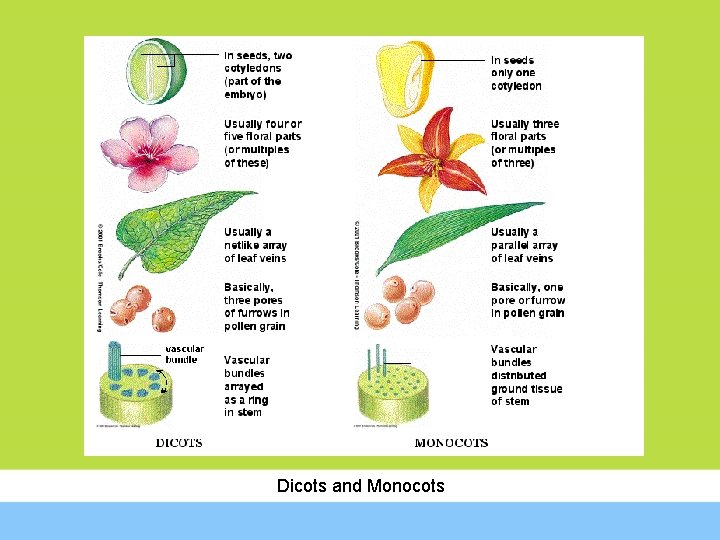 Dicots and Monocots 