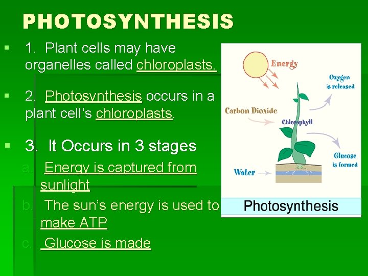 PHOTOSYNTHESIS § 1. Plant cells may have organelles called chloroplasts. § 2. Photosynthesis occurs