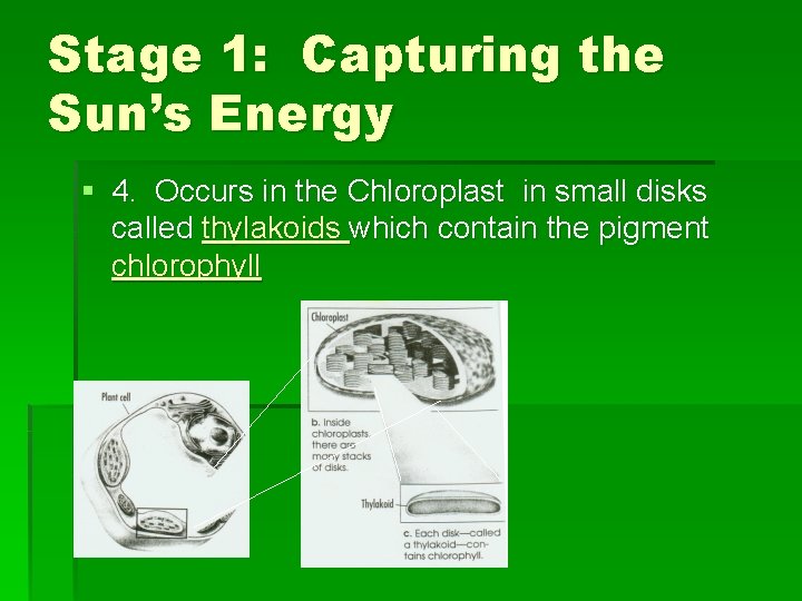 Stage 1: Capturing the Sun’s Energy § 4. Occurs in the Chloroplast in small