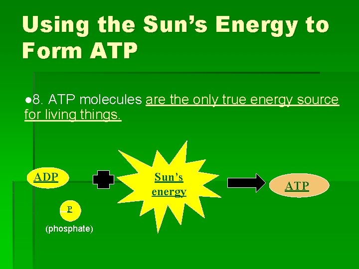 Using the Sun’s Energy to Form ATP l 8. ATP molecules are the only