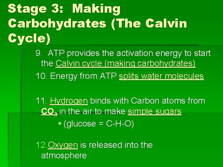 Stage 3: Making Carbohydrates (The Calvin Cycle) 9. ATP provides the activation energy to