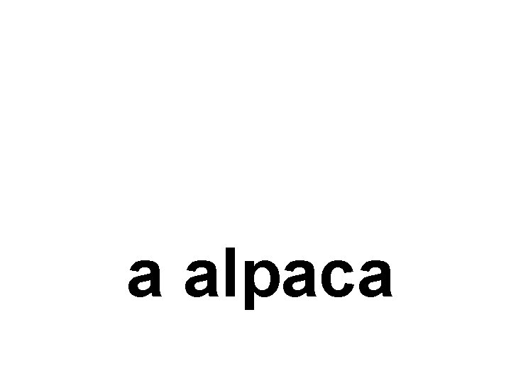 a alpaca 