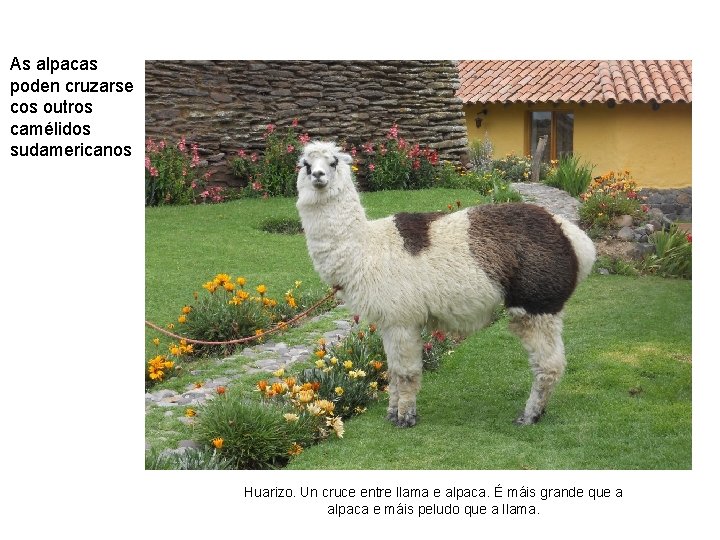 As alpacas poden cruzarse cos outros camélidos sudamericanos Huarizo. Un cruce entre llama e