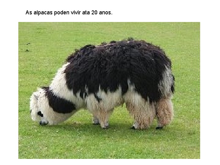 As alpacas poden vivir ata 20 anos. 