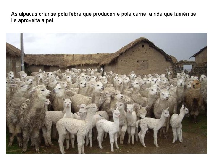 As alpacas críanse pola febra que producen e pola carne, aínda que tamén se