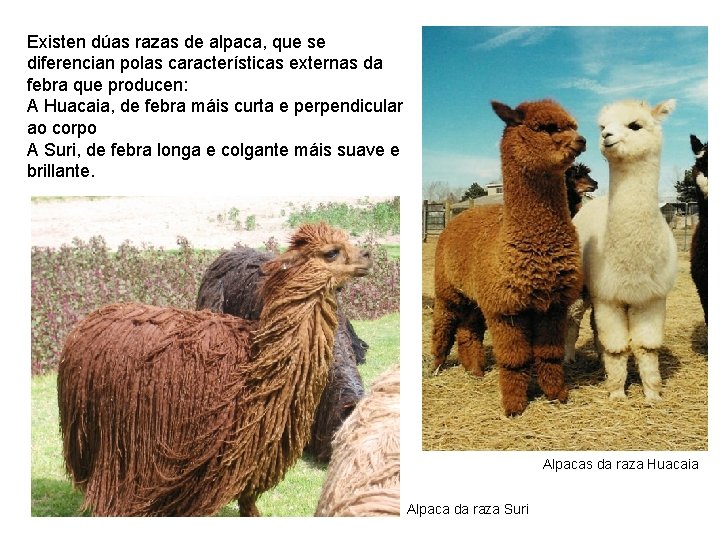 Existen dúas razas de alpaca, que se diferencian polas características externas da febra que