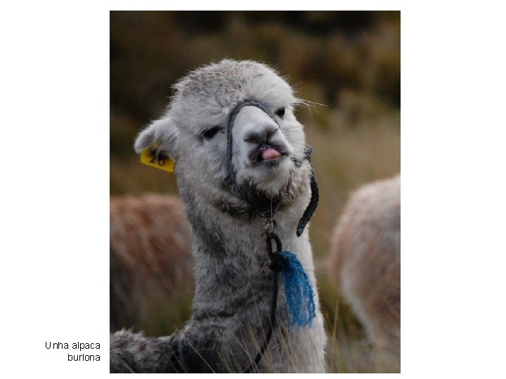 Unha alpaca burlona 