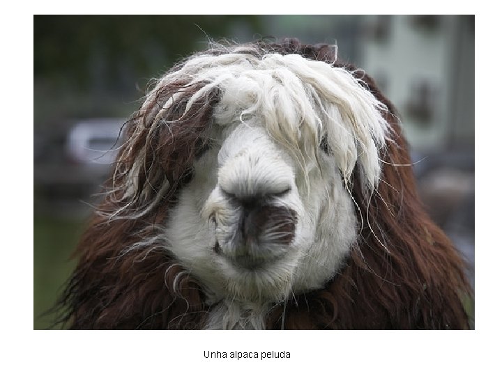 Unha alpaca peluda 