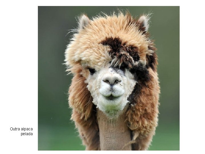 Outra alpaca pelada 