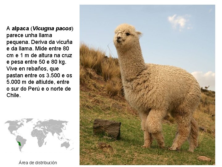 A alpaca (Vicugna pacos) parece unha llama pequena. Deriva da vicuña e da llama.