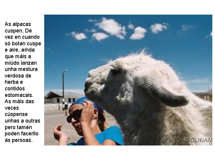 As alpacas cuspen. De vez en cuando só botan cuspe e aire, aínda que