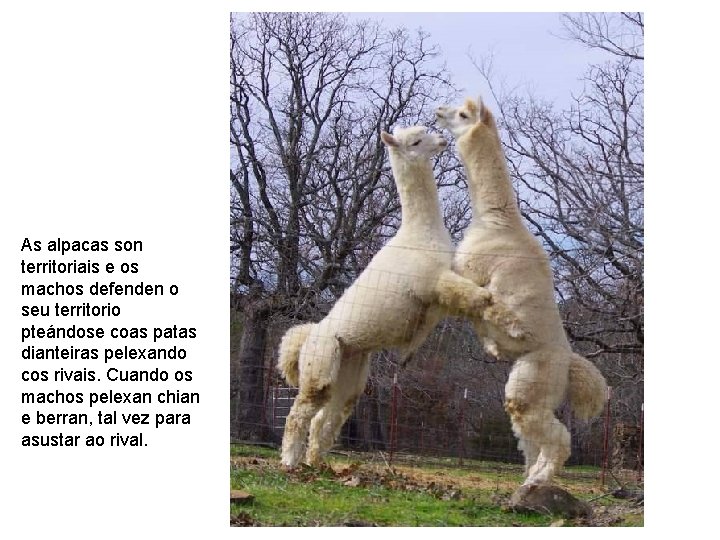 As alpacas son territoriais e os machos defenden o seu territorio pteándose coas patas