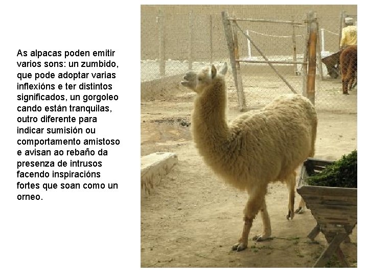 As alpacas poden emitir varios sons: un zumbido, que pode adoptar varias inflexións e