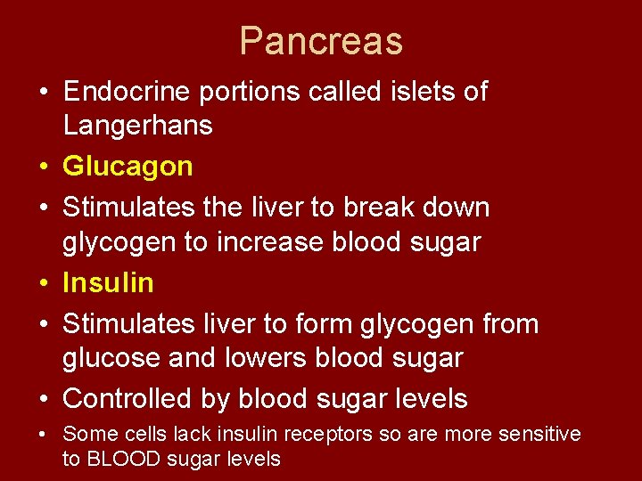 Pancreas • Endocrine portions called islets of Langerhans • Glucagon • Stimulates the liver