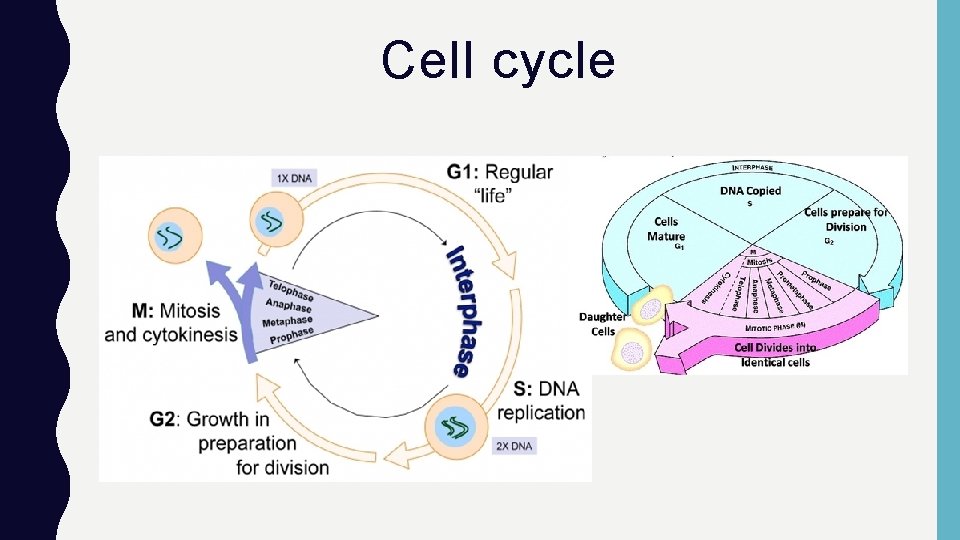 Cell cycle 