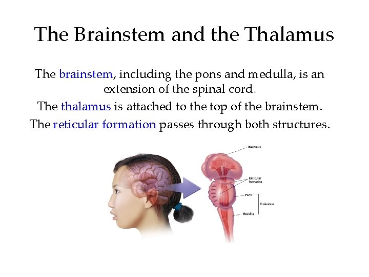 The Brainstem and the Thalamus The brainstem, including the pons and medulla, is an