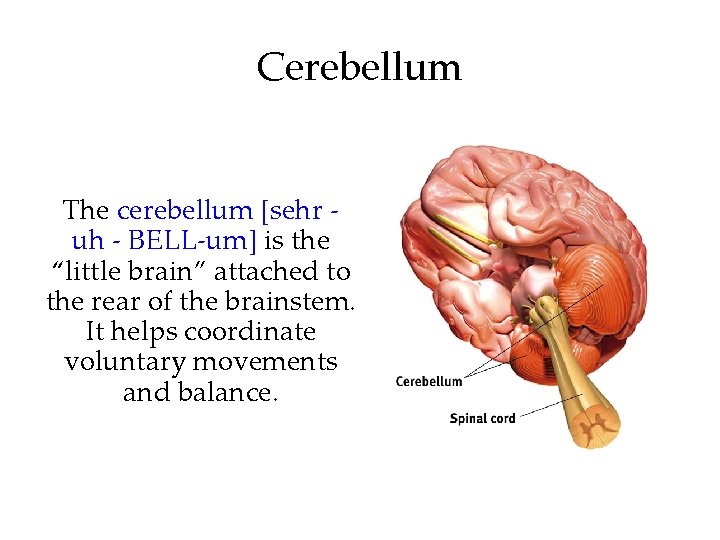 Cerebellum The cerebellum [sehr uh - BELL-um] is the “little brain” attached to the