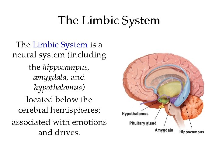 The Limbic System is a neural system (including the hippocampus, amygdala, and hypothalamus) located