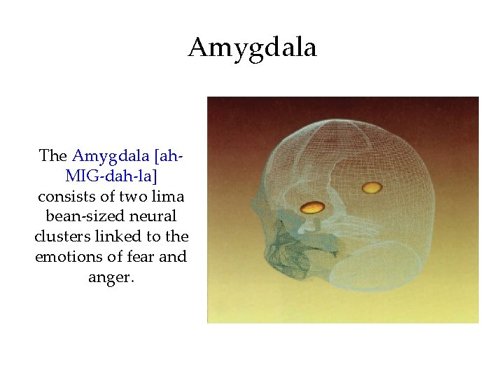 Amygdala The Amygdala [ah. MIG-dah-la] consists of two lima bean-sized neural clusters linked to