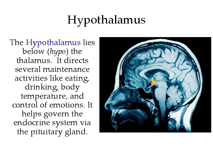 Hypothalamus The Hypothalamus lies below (hypo) the thalamus. It directs several maintenance activities like