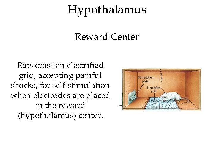 Hypothalamus Reward Center Rats cross an electrified grid, accepting painful shocks, for self-stimulation when
