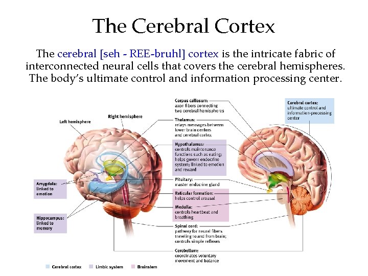 The Cerebral Cortex The cerebral [seh - REE-bruhl] cortex is the intricate fabric of