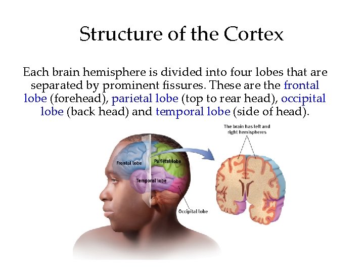Structure of the Cortex Each brain hemisphere is divided into four lobes that are