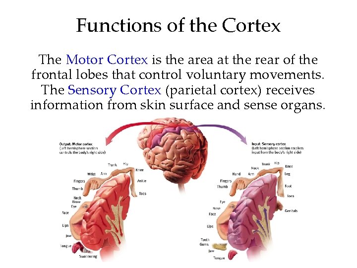 Functions of the Cortex The Motor Cortex is the area at the rear of