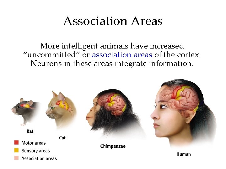 Association Areas More intelligent animals have increased “uncommitted” or association areas of the cortex.