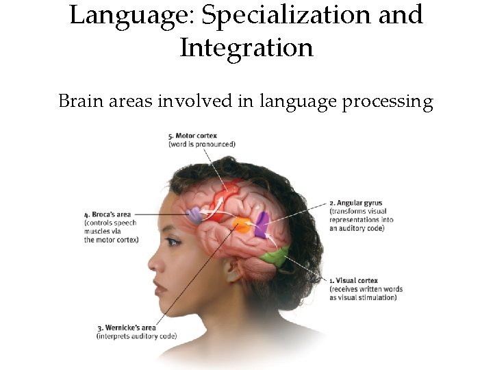 Language: Specialization and Integration Brain areas involved in language processing • 