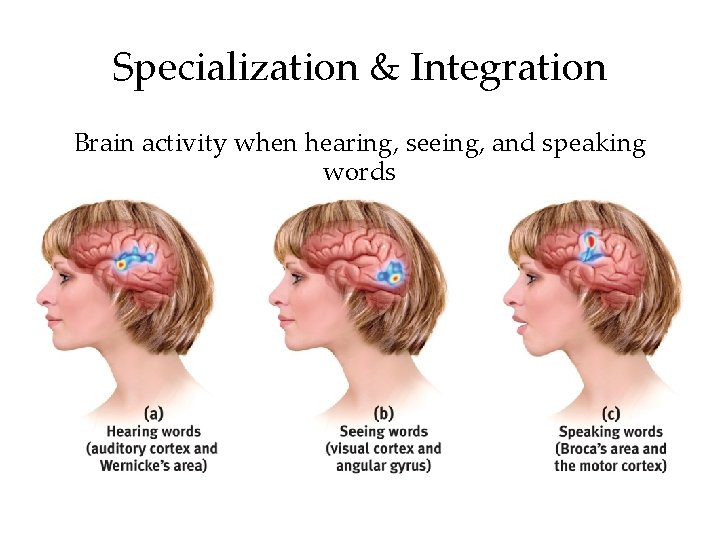 Specialization & Integration Brain activity when hearing, seeing, and speaking words 